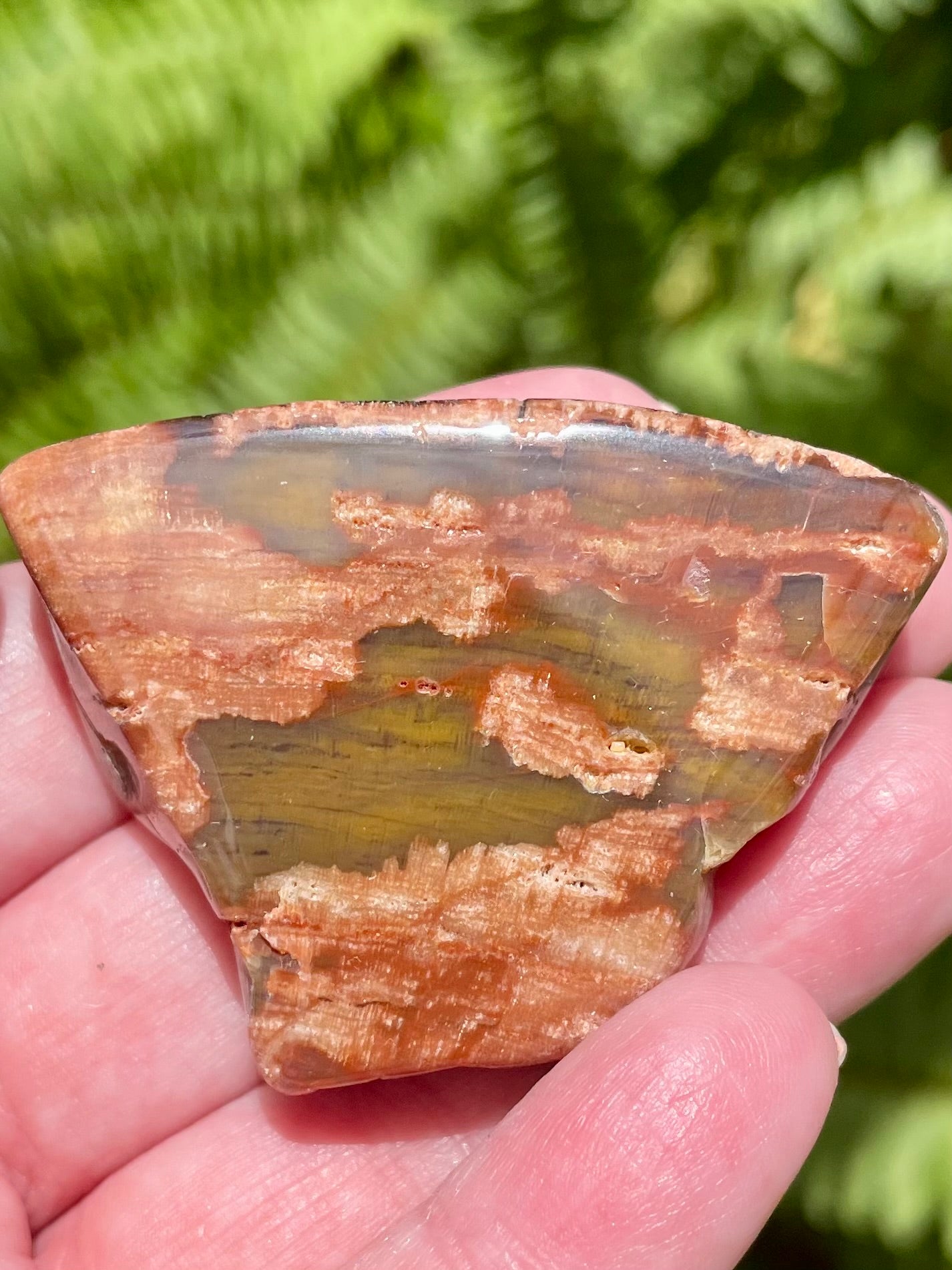 Petrified Wood Palm Stone from Arizona - Morganna’s Treasures 