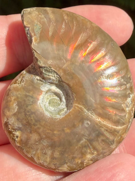 Ammonite Fossil from Madagascar - Cretaceous Period