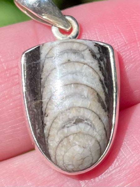 Orthoceras Pendant - Morganna’s Treasures
