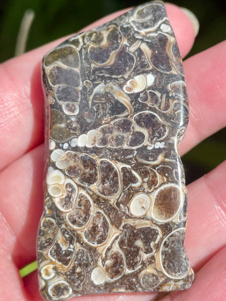 Fossil Turritella Palm Stone - Morganna’s Treasures
