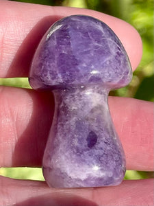 Small Amethyst Mushroom