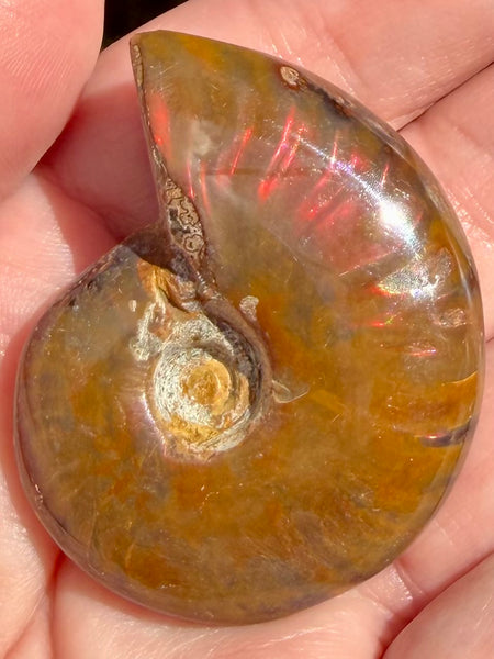Ammonite Fossil from Madagascar - Cretaceous Period