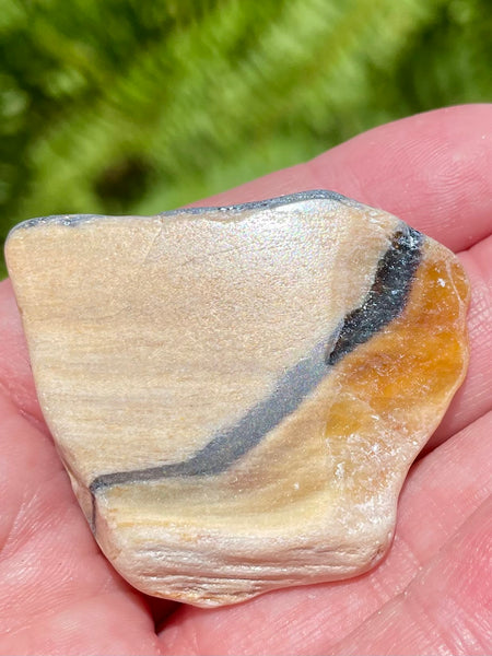 Fossil Opalized Wood from Nevada - Morganna’s Treasures 