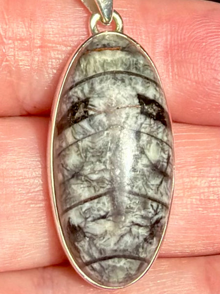 Gorgeous Orthoceras Fossil Pendant - Morganna’s Treasures