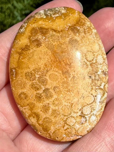 Fossil Coral Palm Stone