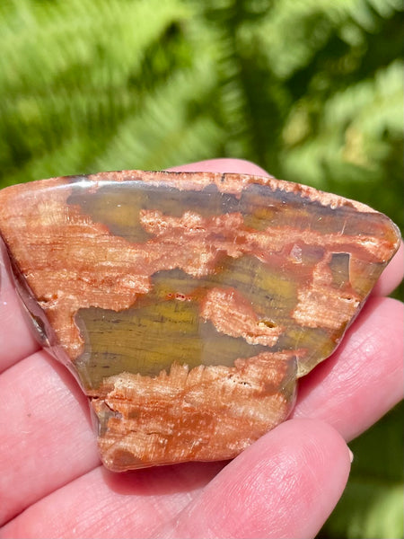 Petrified Wood Palm Stone from Arizona - Morganna’s Treasures 