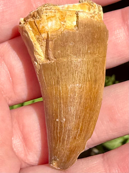 Fossil Mosasaur Tooth