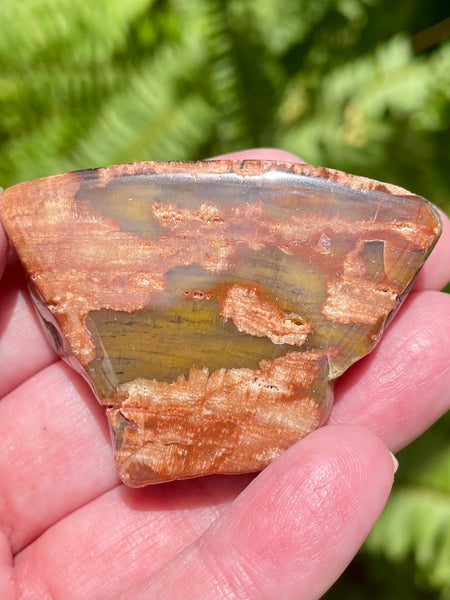 Petrified Wood Palm Stone from Arizona - Morganna’s Treasures 