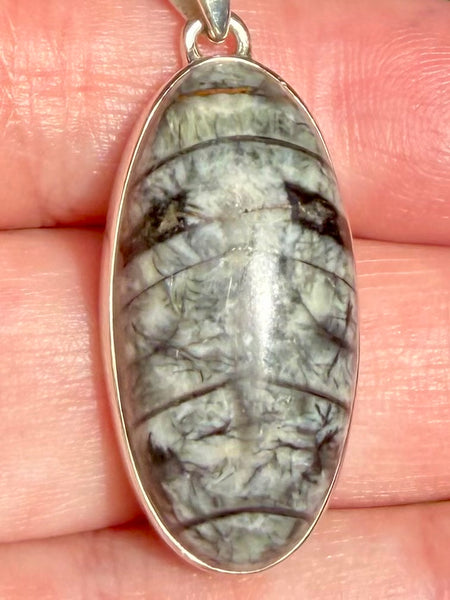 Gorgeous Orthoceras Fossil Pendant - Morganna’s Treasures