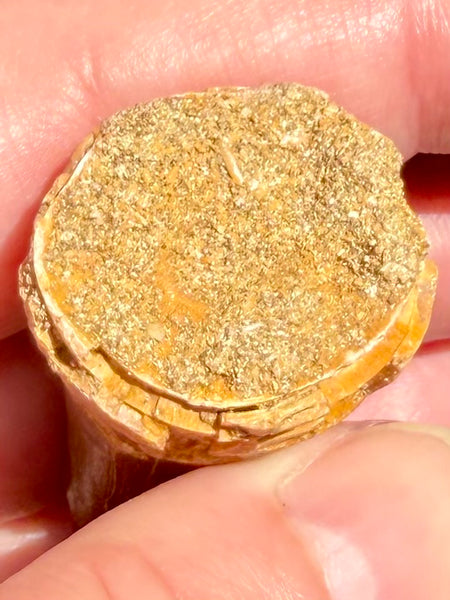 Fossil Mosasaur Tooth