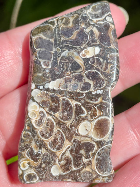 Fossil Turritella Palm Stone - Morganna’s Treasures