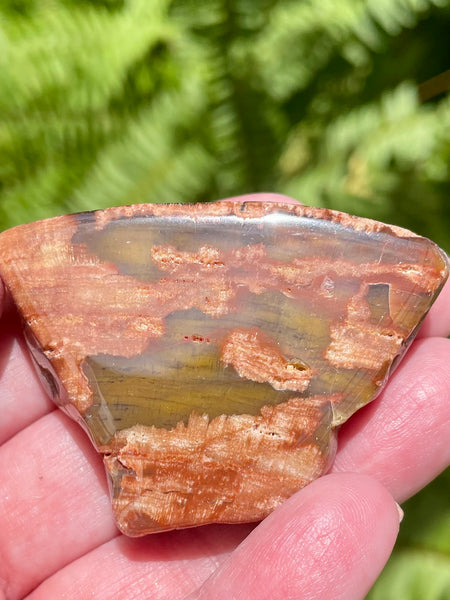 Petrified Wood Palm Stone from Arizona - Morganna’s Treasures 