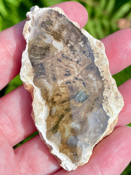 Petrified Wood Palm Stone - Morganna’s Treasures 