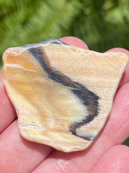 Fossil Opalized Wood from Nevada - Morganna’s Treasures 