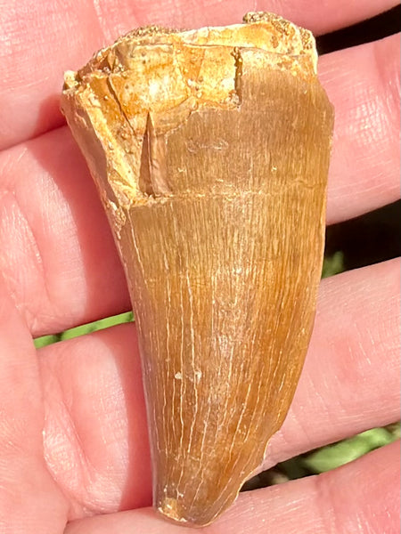 Fossil Mosasaur Tooth