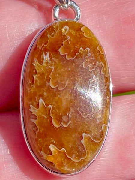 Sutured Ammonite Pendant - Morganna’s Treasures