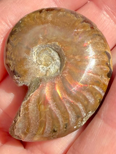 Ammonite Fossil from Madagascar - Cretaceous Period