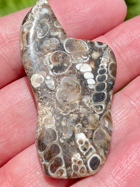 Fossil Turritella Palm Stone - Morganna’s Treasures 