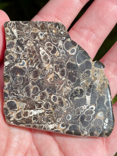 Fossil Turritella Palm Stone - Morganna’s Treasures