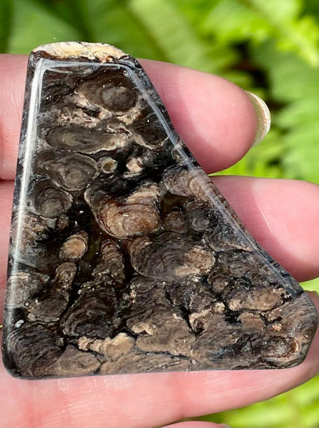 Fossil Algae Palm Stone - Morganna’s Treasures 