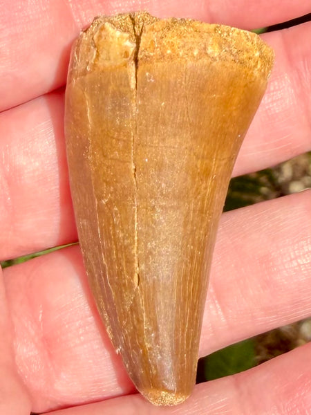 Fossil Mosasaur Tooth