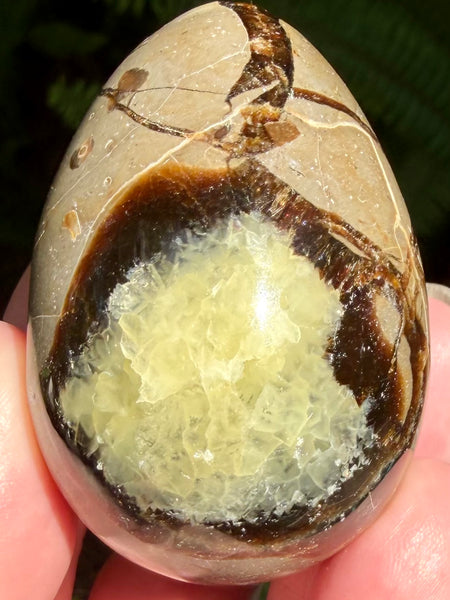 Septarian (Dragon Stone) Egg - Morganna’s Treasures