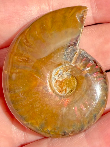 Ammonite Fossil from Madagascar - Cretaceous Period