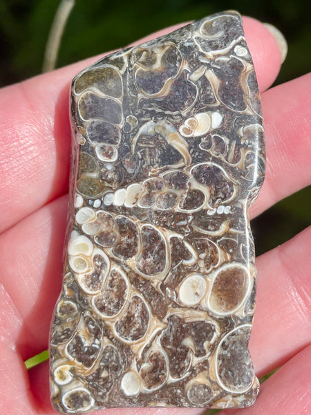 Fossil Turritella Palm Stone - Morganna’s Treasures