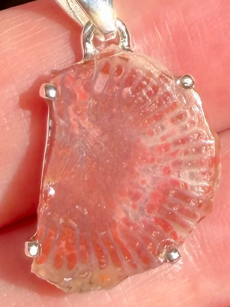 Red Horn Coral Slice Pendant