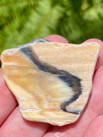 Fossil Opalized Wood from Nevada - Morganna’s Treasures 