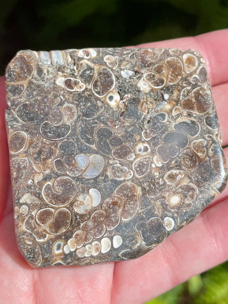 Fossil Turritella Palm Stone - Morganna’s Treasures