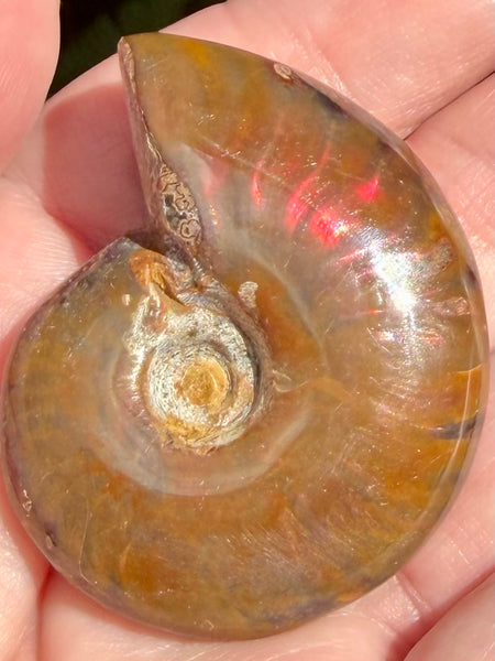 Ammonite Fossil from Madagascar - Cretaceous Period