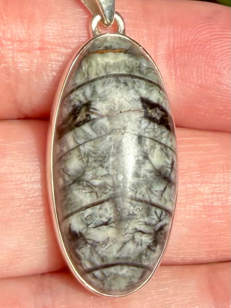 Gorgeous Orthoceras Fossil Pendant - Morganna’s Treasures