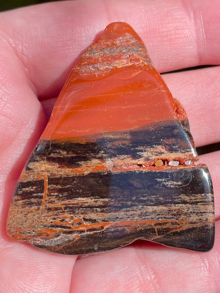 Petrified Wood Palm Stone - Morganna’s Treasures