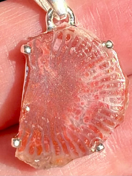 Red Horn Coral Slice Pendant