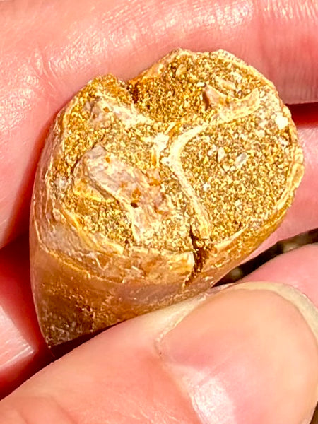 Fossil Mosasaur Tooth