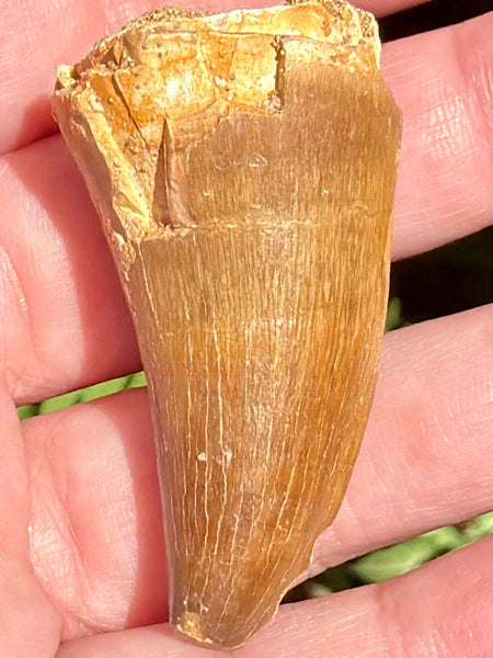 Fossil Mosasaur Tooth