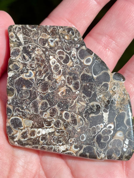 Fossil Turritella Palm Stone - Morganna’s Treasures