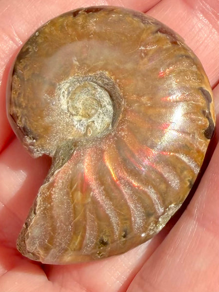 Ammonite Fossil from Madagascar - Cretaceous Period