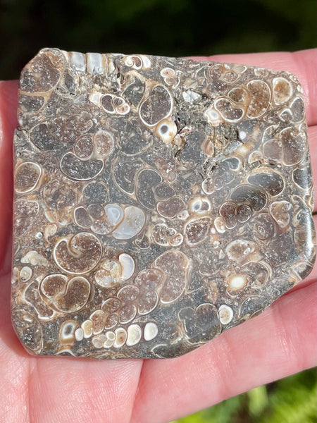 Fossil Turritella Palm Stone - Morganna’s Treasures