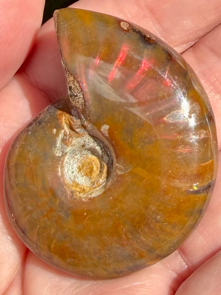 Ammonite Fossil from Madagascar - Cretaceous Period
