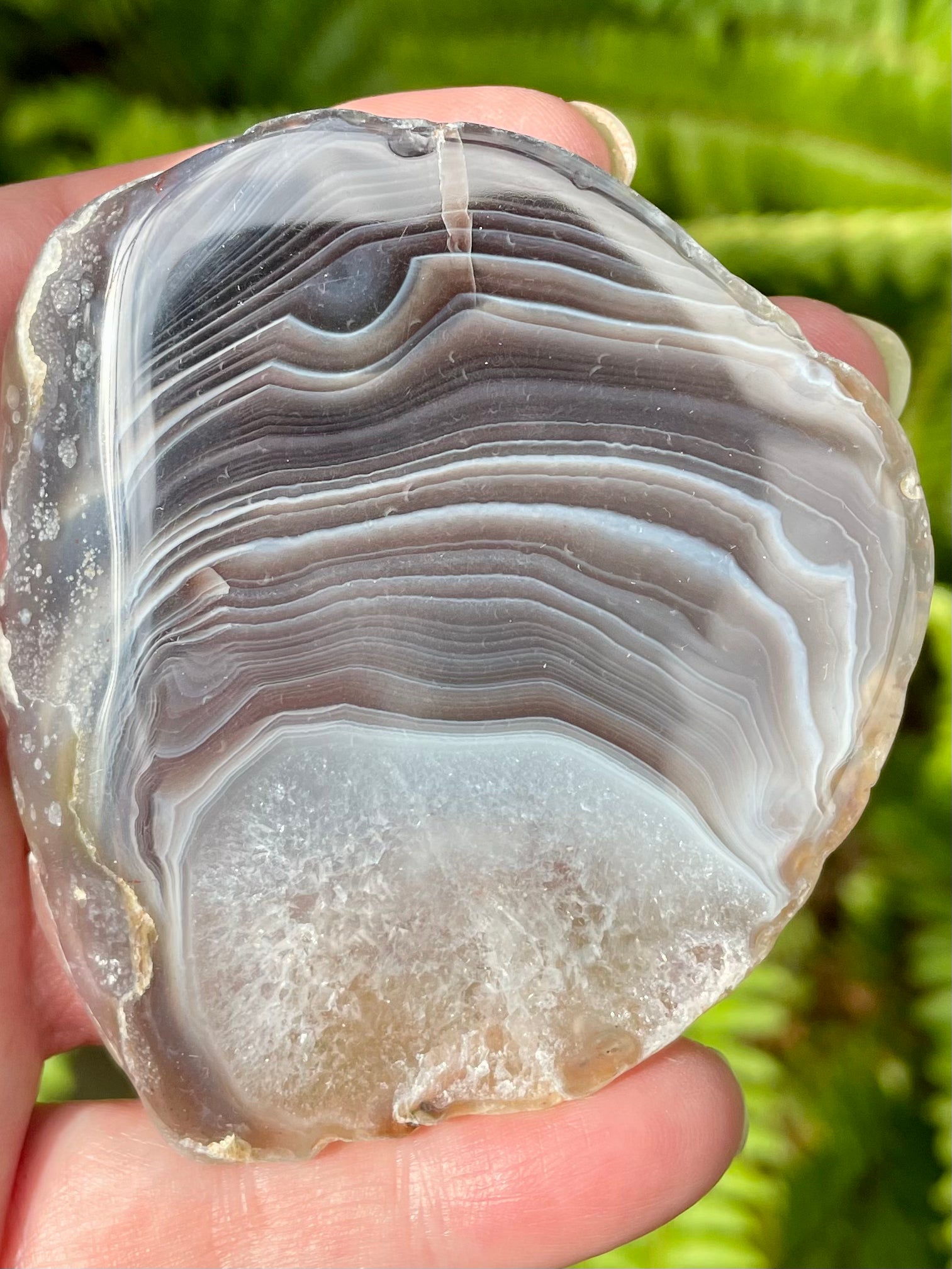 Botswana Agate Palm Stone - Morganna’s Treasures 