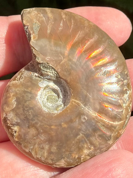 Ammonite Fossil from Madagascar - Cretaceous Period