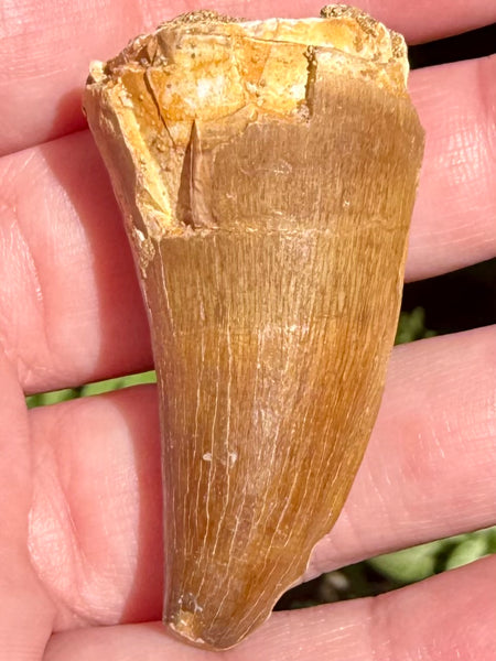 Fossil Mosasaur Tooth