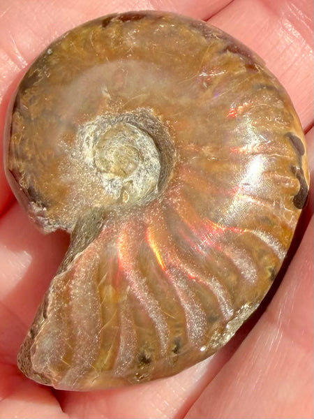 Ammonite Fossil from Madagascar - Cretaceous Period