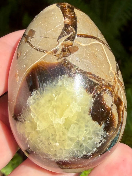 Septarian (Dragon Stone) Egg - Morganna’s Treasures