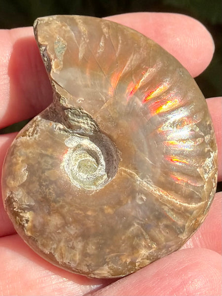 Ammonite Fossil from Madagascar - Cretaceous Period