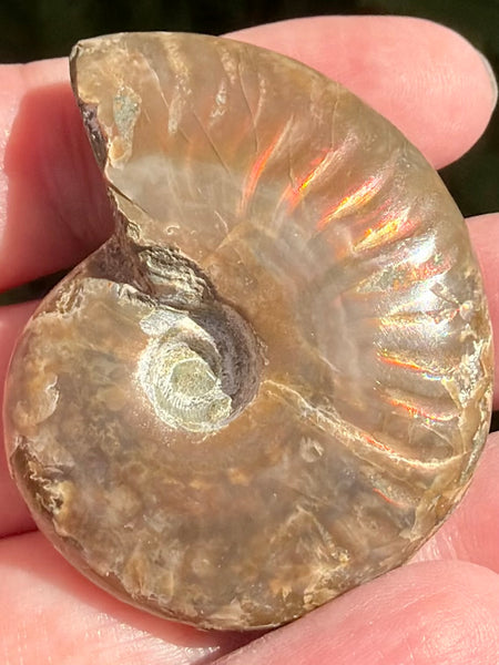 Ammonite Fossil from Madagascar - Cretaceous Period