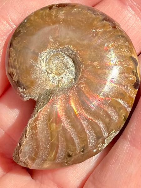 Ammonite Fossil from Madagascar - Cretaceous Period