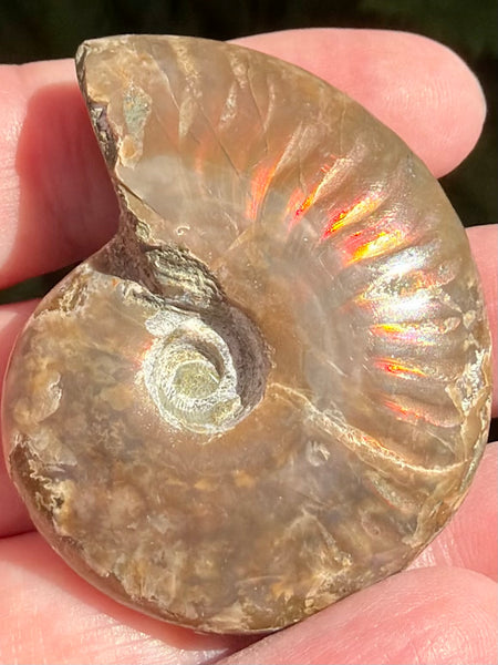 Ammonite Fossil from Madagascar - Cretaceous Period
